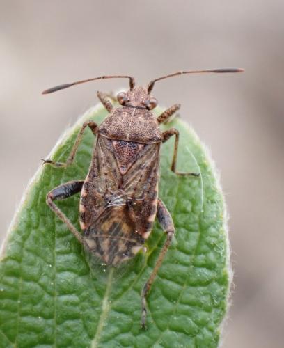 Réf. 280 684 : Stictopleurus punctatonervosus